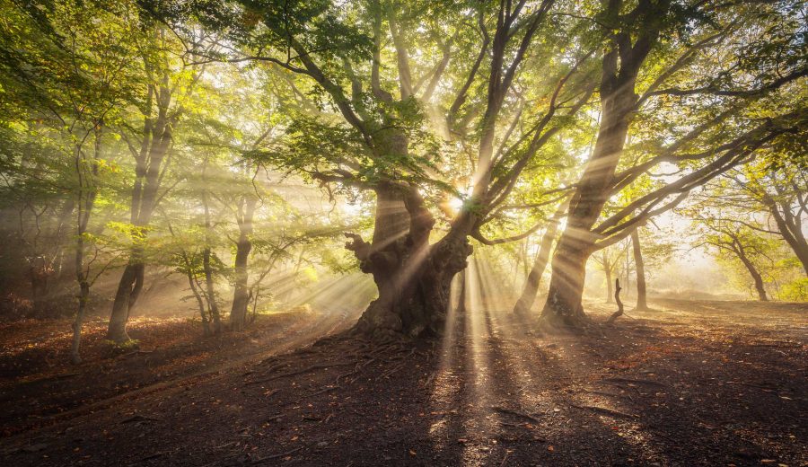 NST - Sun / Forest