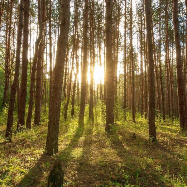 Nordisk System Teknik AB - ECOFOREST