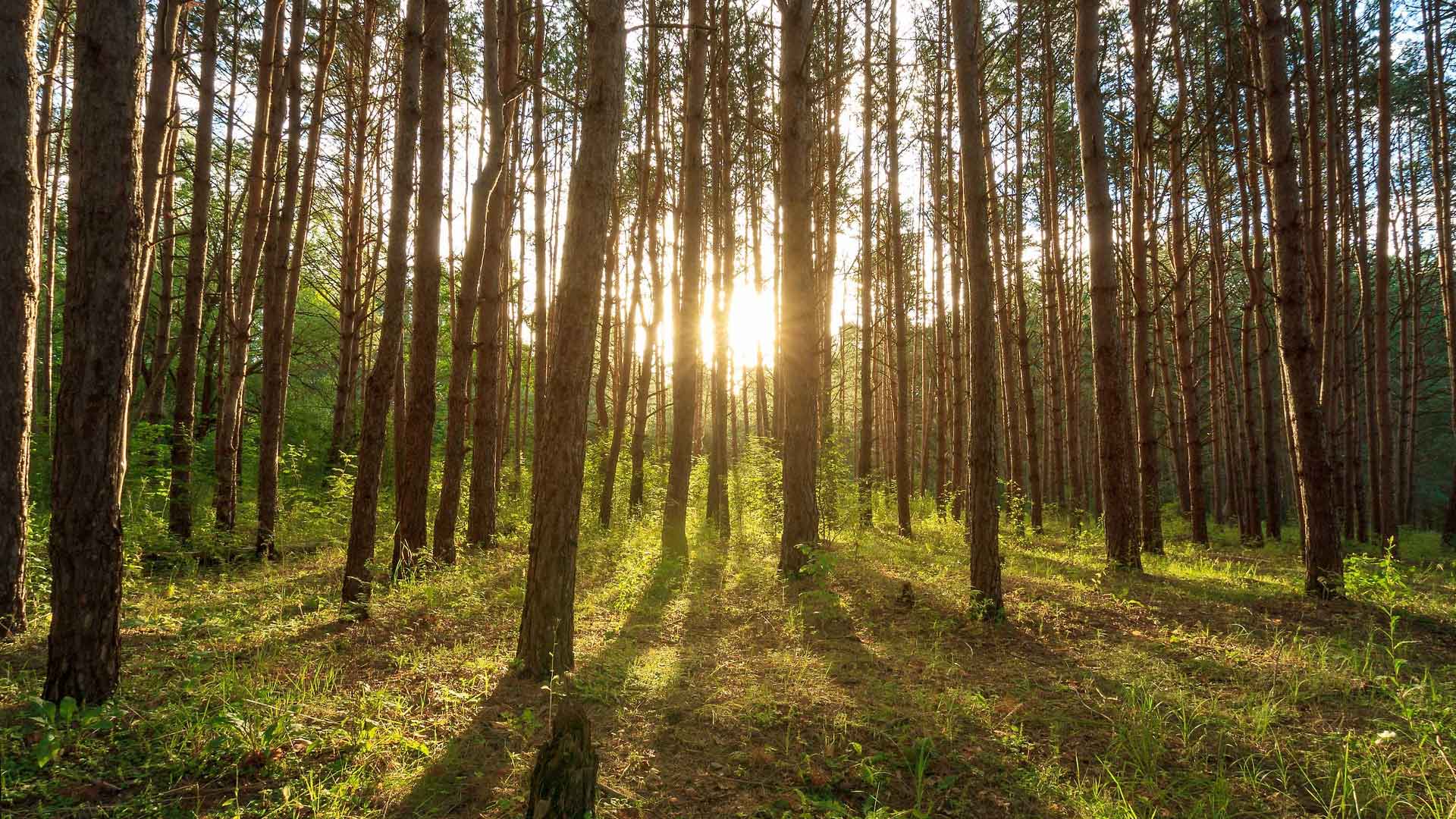 Nordisk System Teknik AB - ECOFOREST